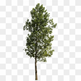 Poplar Tree Cut Out, HD Png Download - cut out trees png