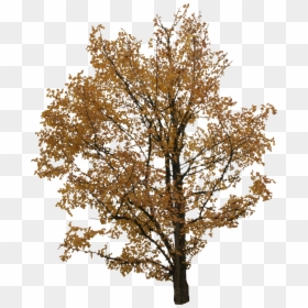 Cut Out Tree Png, Transparent Png - cut out trees png