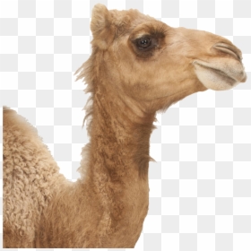 Camel Png Image Download - Camel Fact File, Transparent Png - camel.png