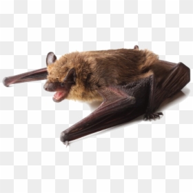 A Little Brown Bat Perched On Its Wings - Bats Black Or Brown, HD Png Download - fruit bat png