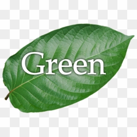 Green Elephant - Swamp Birch, HD Png Download - kratom png