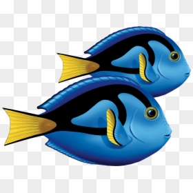 Porc-ta80d Blue Tang Double Copy - Blue Tang Fish Clipart, HD Png Download - blue tang png
