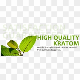 S - 3 V3 - Beech, HD Png Download - kratom png