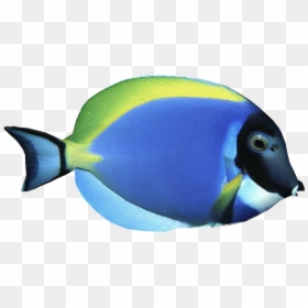 Powderbluetangdd - Powder Blue Tang Png, Transparent Png - blue tang png