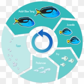 Regal Blue Tang Life Cycle, HD Png Download - blue tang png