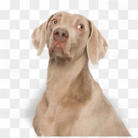 Weimaraner , Png Download - Weimaraner, Transparent Png - weimaraner png