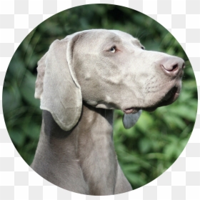 Weimaraner, HD Png Download - weimaraner png