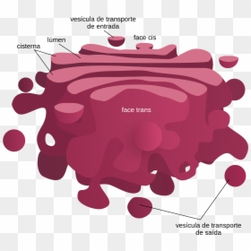 Golgi Body Definition For Kids, HD Png Download - golgi apparatus png