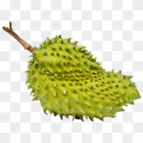 Whole Soursop - Soursop, HD Png Download - soursop png