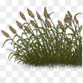 Sweet Grass, HD Png Download - reed grass png