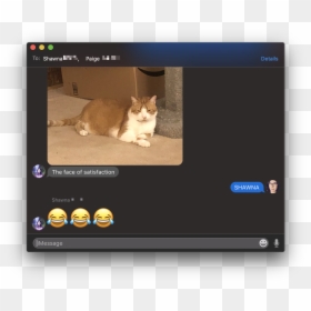 Kitten, HD Png Download - screaming cat png