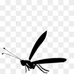 Insect, HD Png Download - bug wings png