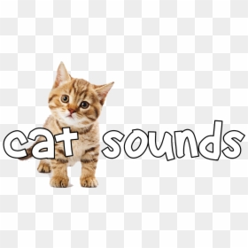 Cat Grabs Treat, HD Png Download - screaming cat png