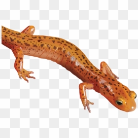 Download Salamander Png Clipart - Salamander Clipart Png, Transparent Png - pika png