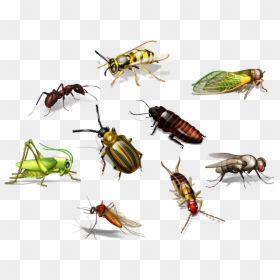 Gnats Meaning In Hindi, HD Png Download - flying bug png