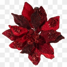 Poinsettia, HD Png Download - poinsetta png