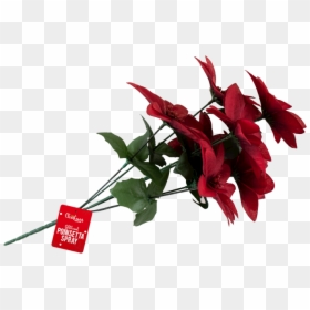 Christmas Glittered Poinsettia Spray - Lobelia, HD Png Download - poinsetta png