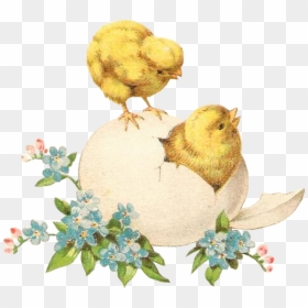 Chicken, HD Png Download - easter chicks png