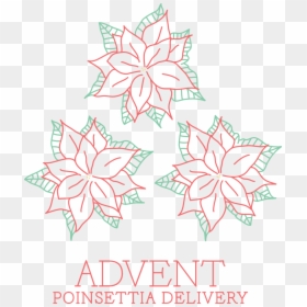 Poinsettia Epistle - Illustration, HD Png Download - pointsettia png