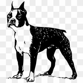 Boston Terrier Vector Free, HD Png Download - bull terrier png