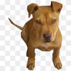 Perro Pitbull Bebe Png By Pngdetodotipo - Perro Pitbull Png, Transparent Png - bull terrier png