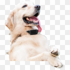 Dog Catches Something, HD Png Download - shock collar png