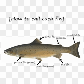 Fin-how To Call - Atlantic Salmon Lake Huron, HD Png Download - fish fins png