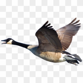 Canada Goose Png, Transparent Png - goose head png