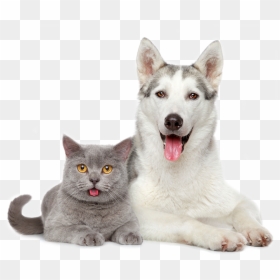 Vacunas Perros Y Gatos, HD Png Download - mascotas png