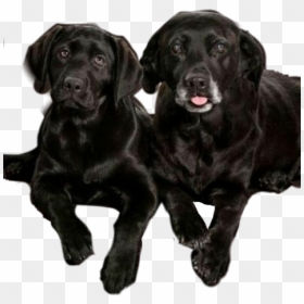 #dog #perros #labrador #mascotas#mascota - Pet Cloning, HD Png Download - mascotas png