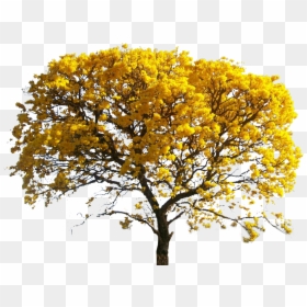 Architecture Tree Watercolor Png, Transparent Png - yellow tree png