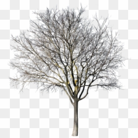 Oak, HD Png Download - black trees png