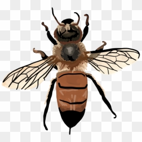 Vintage Honey Bee Clipart , Png Download - Hoverfly, Transparent Png - vintage bee png