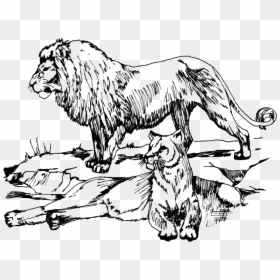 Lions - Drawing Art Animals Lion, HD Png Download - lion outline png