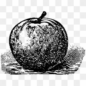 Apple Fruit Drawing Artwork Image Transfer Digital - Pumpkin, HD Png Download - apple drawing png