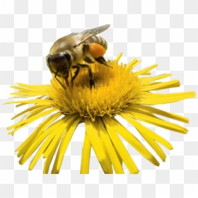 Flower With Bee Png, Transparent Png - bee png