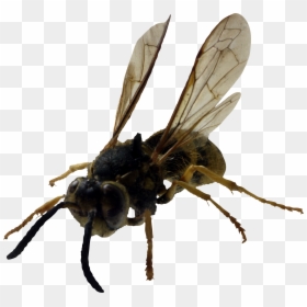 Yellow Jacket Stinger, HD Png Download - bee png