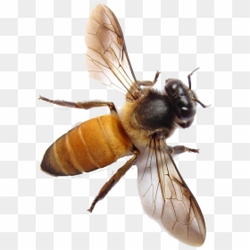 Honey Bee Top View, HD Png Download - bee png