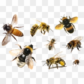 Transparent Bees Png, Png Download - bee png
