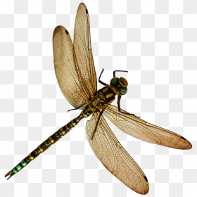 Insect Png, Transparent Png - bee png