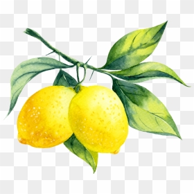 Lemons On A Branch, HD Png Download - lemon png
