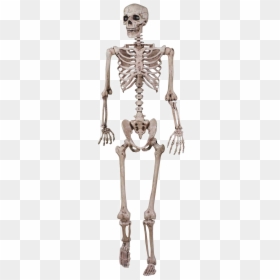 Skeletal System Png Transparent, Png Download - skeleton png