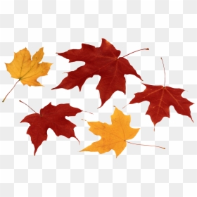 Feuilles Mortes Png, Transparent Png - fall leaves png