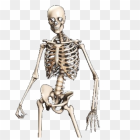 Spooky Skeleton Transparent Png, Png Download - skeleton png