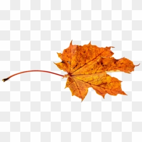 Transparent Autumn Leaves Falling, HD Png Download - fall leaves png