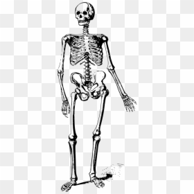 Free Clipart Skeleton, HD Png Download - skeleton png