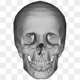 3d Model Skull Png, Transparent Png - skeleton png