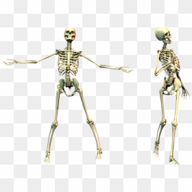 Spooky Skeleton Png, Transparent Png - skeleton png