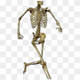 Skeleton Png Transparent, Png Download - skeleton png