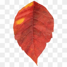 Autumn Leaf Red, HD Png Download - fall leaves png